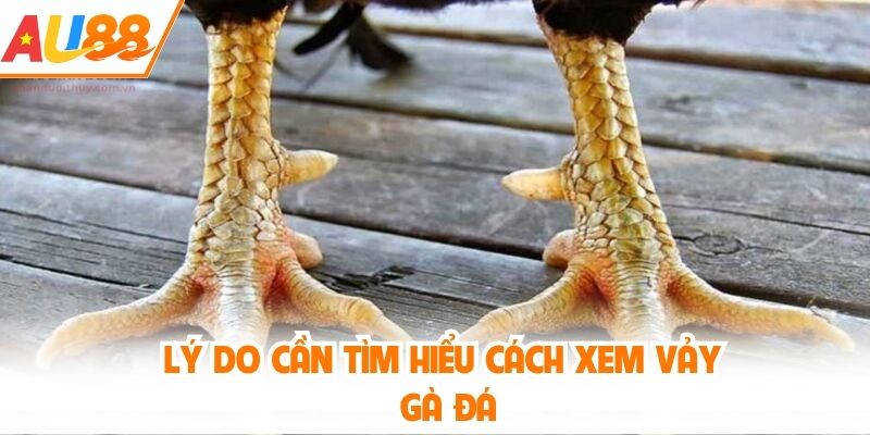 Lý do cần tìm hiểu cách xem vảy gà đá